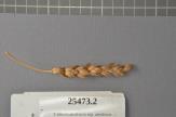 Click for 1 image(s) for this accession. Spike